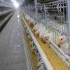 Jaula para ponedoras de pollos tipo H para cría automática de equipos avícolas Jaula para pollos