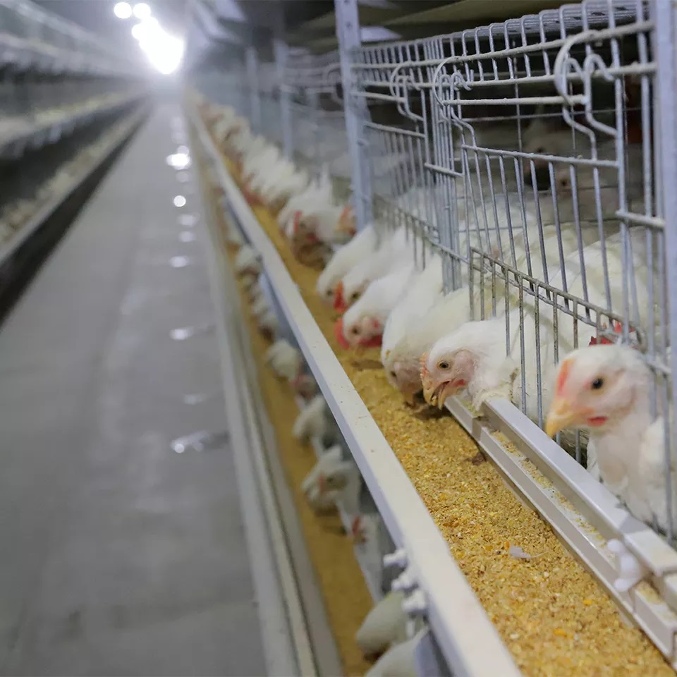 Jaula para ponedoras de pollos tipo H para cría automática de equipos avícolas Jaula para pollos