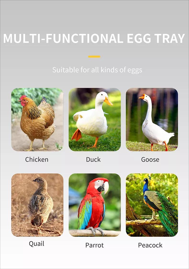 incubadora de huevos (14)